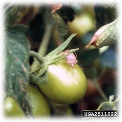 stinkbug.jpg - 28kb