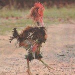 Chicken had a rough year