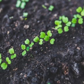 spring seedlings - argula