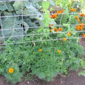 example of companion planting - marigold-peas-brassicas