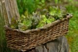 grow lettuce in a container