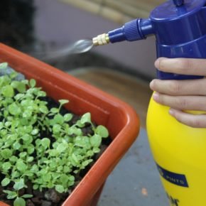 home-made insecticide spray
