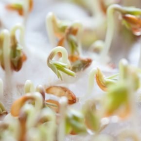 pre-sprouting-seeds