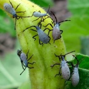 squash bug nymph