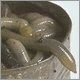 worms