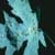 aphids