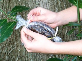 Air Layering for Easy Plant Propagation