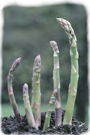 asparagus