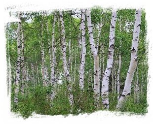 birches