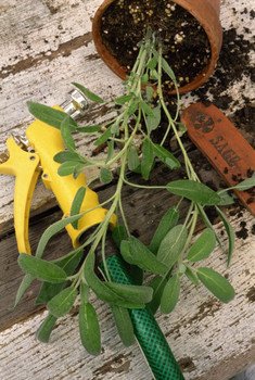 potting plant with sage