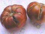 cracked tomatoe