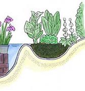 water plants