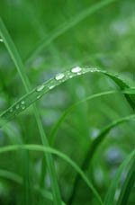 grass blade