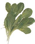 lamb's lettuce- lettuce salad greens /