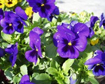 pansies