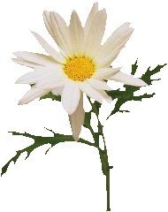 perennial daisy