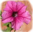 petunia