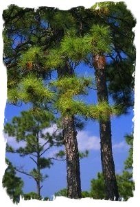 pinetree.jpg - 24kb