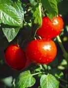 ripe tomatoes