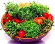salad.jpg - 12kb