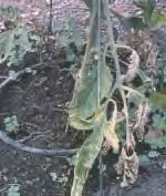 tomatoe disease