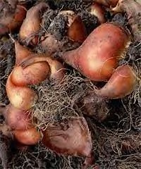 Dividing flowering bulbs