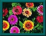 zinnias
