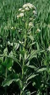 Horseradish Plant