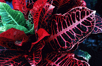 croton