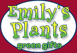 Emilys Plants - house plant gifts
