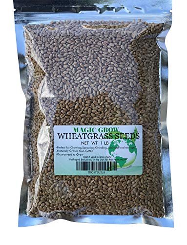 Wheat Grass Seed by Magic Grow