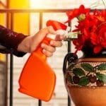 How To Keep Bugs Off Indoor Plants Expert Tips